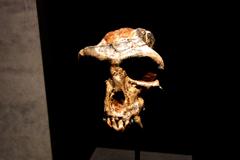 類人猿の頭骨