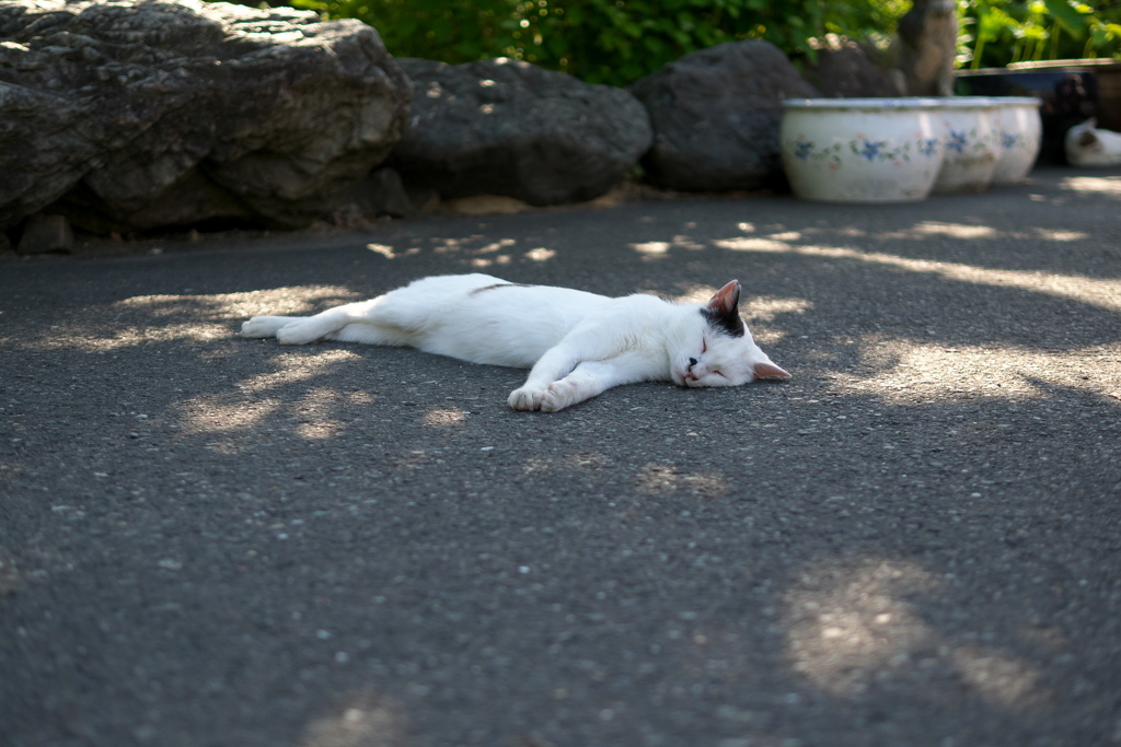 P1280167　御誕生寺の猫その2