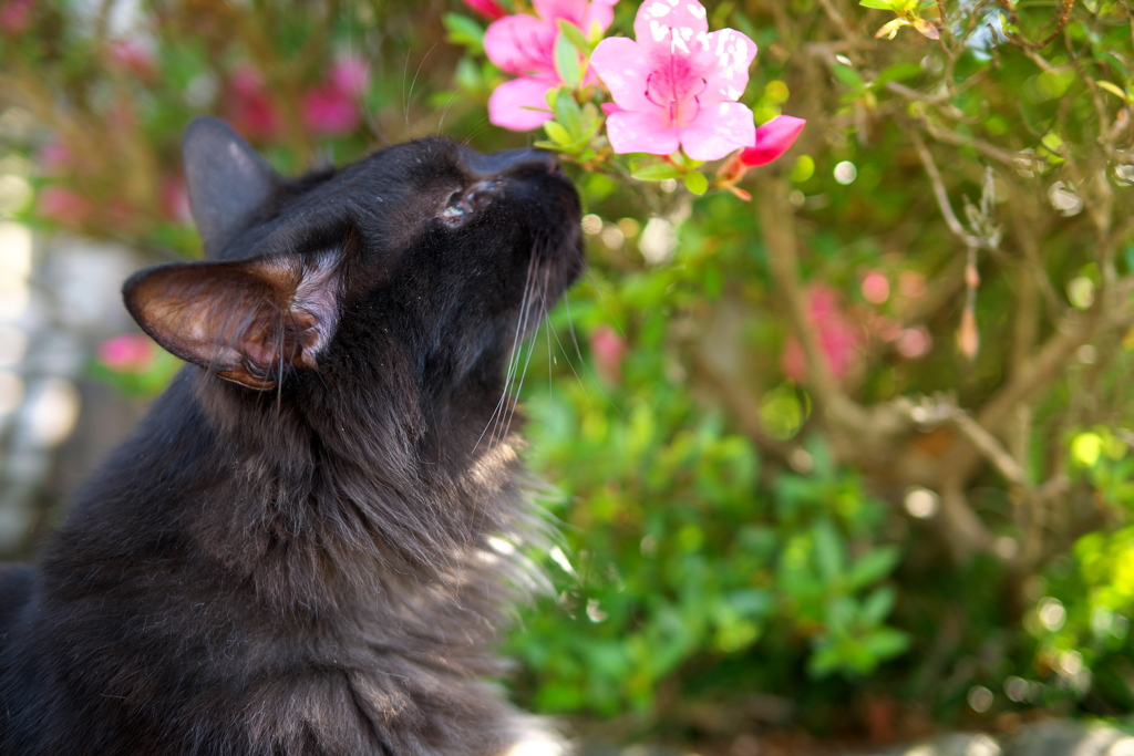 P1280154　御誕生寺の猫その1