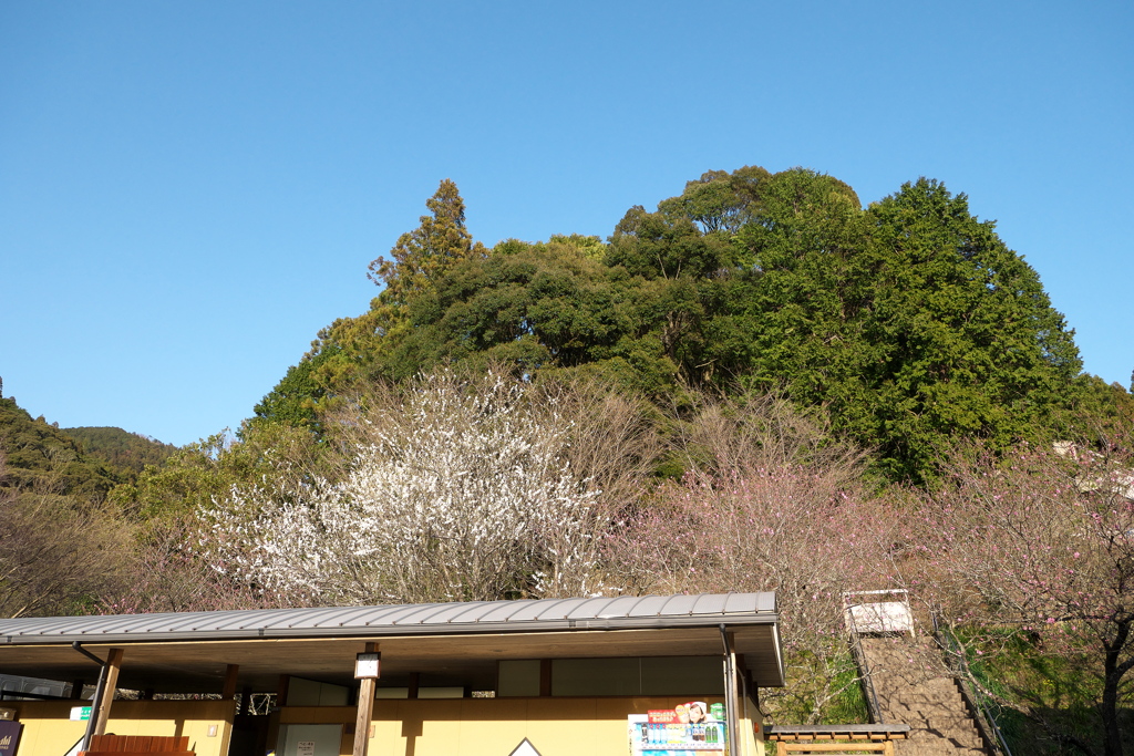 P1020349　道の駅「天竜相津　花桃の里」より
