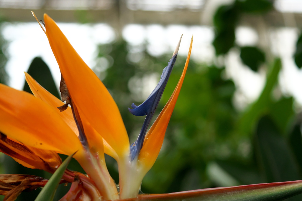 P1020293　東山植物園その8