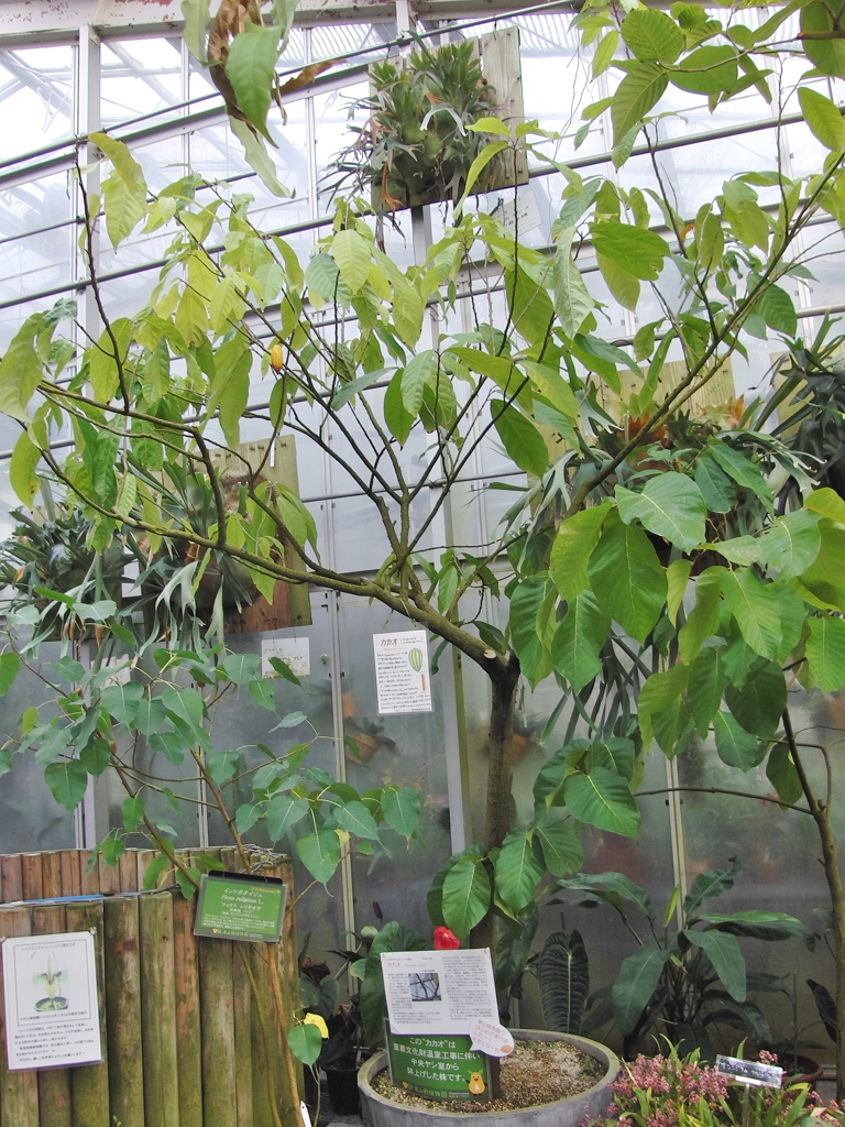 CIMG9714　東山植物園その12