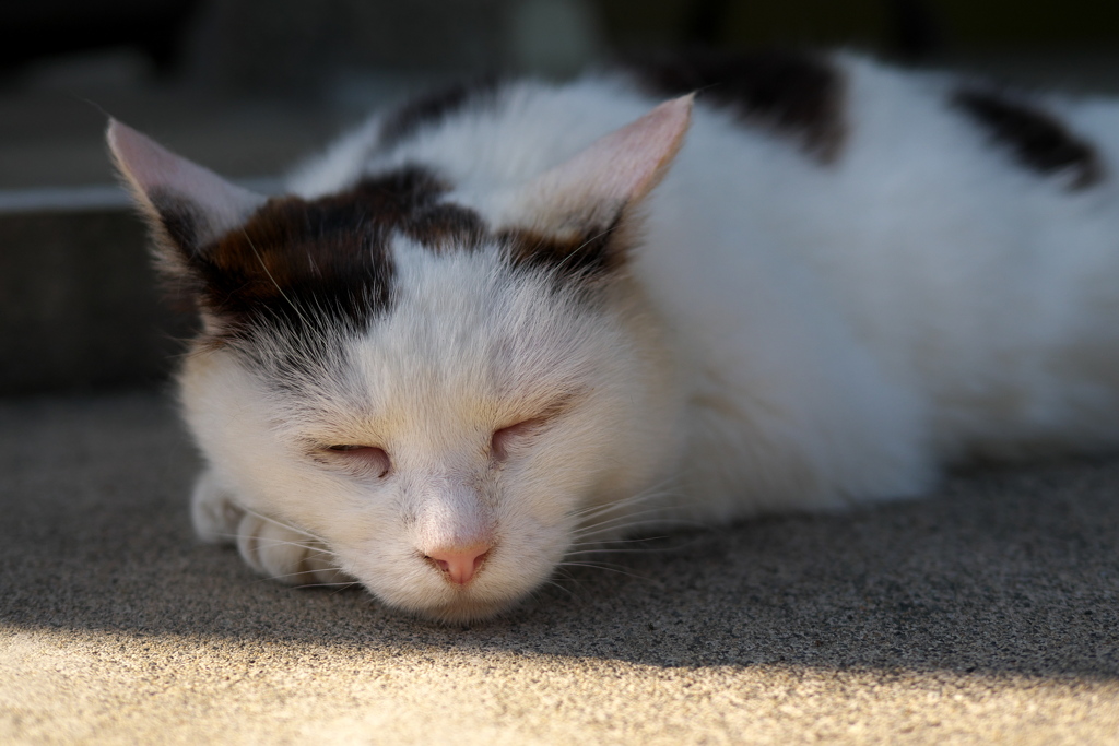 P1280179　御誕生寺の猫その4