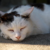 P1280179　御誕生寺の猫その4