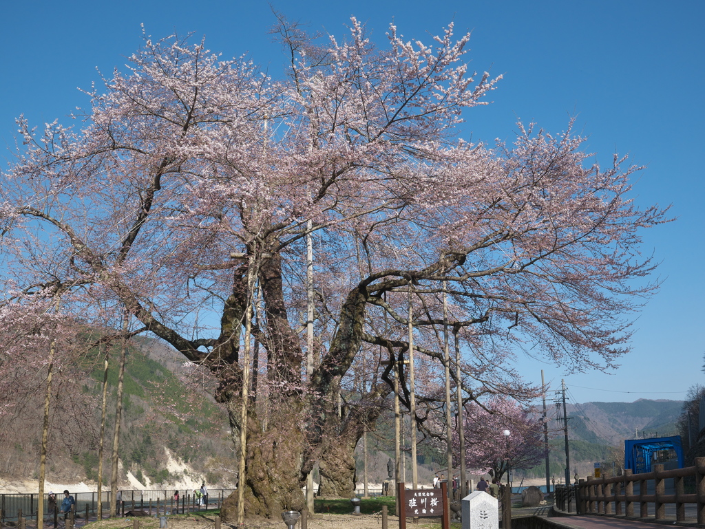 P1110842　荘川桜その1