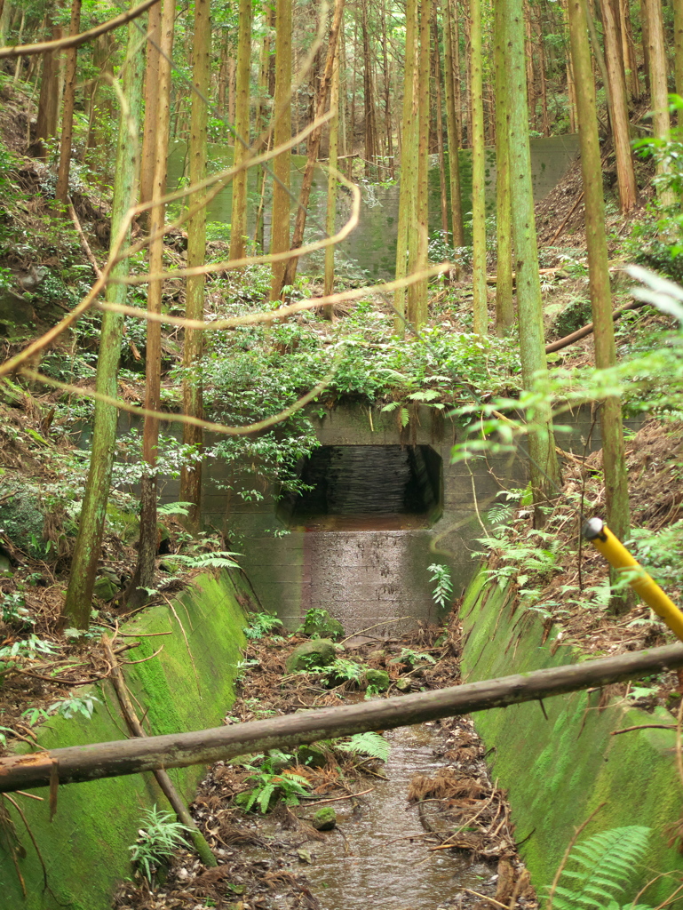 P1100011 DMC-GX7MK2デビューその3