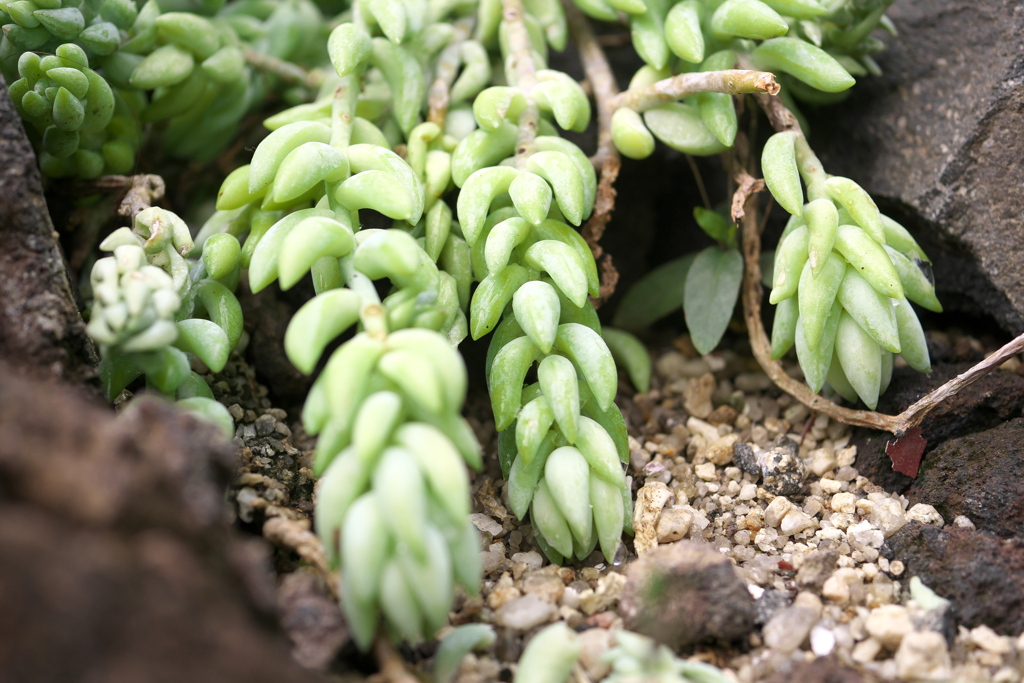 P1020255　東山植物園その14