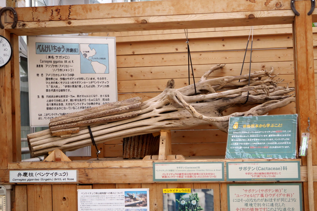 P1020297　東山植物園その10