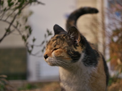 P1090130　猫が西向きゃ尾は東