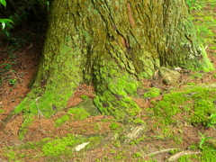 P1100022　DMC-GX7MK2デビューその8