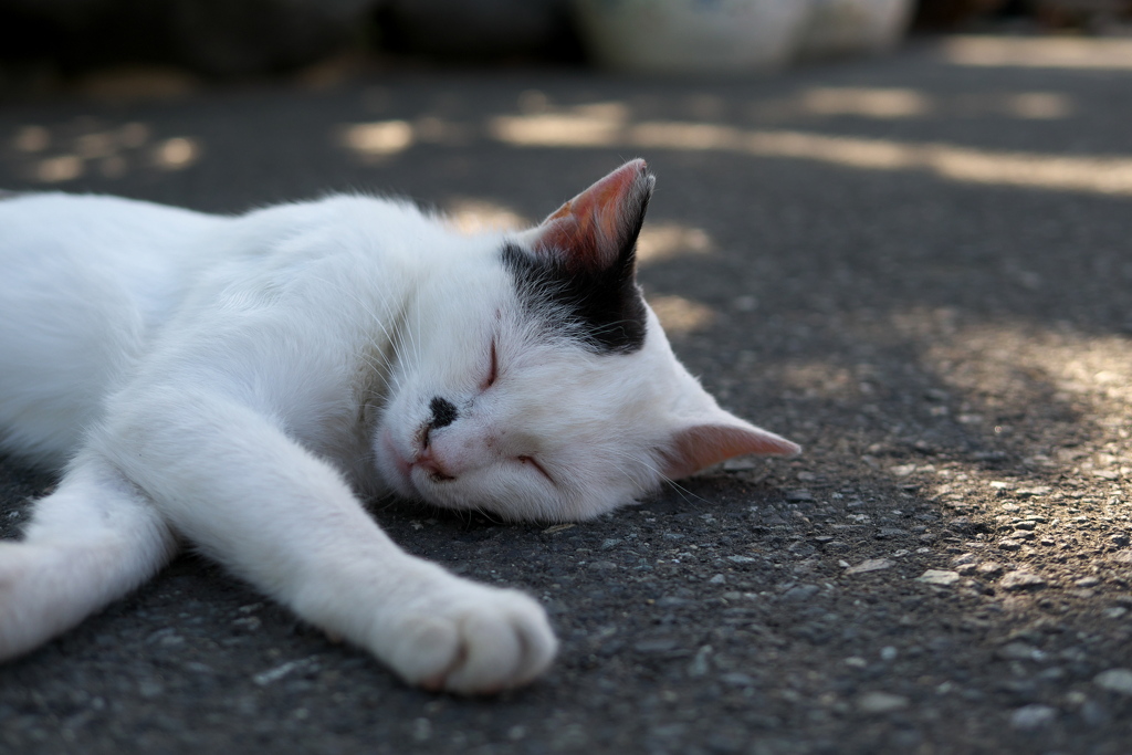 P1280172　御誕生寺の猫その3