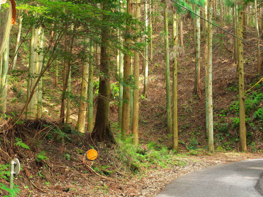 P1100003　DMC-GX7MK2デビューその1