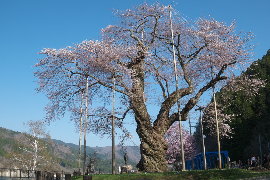 P1110854　荘川桜その2