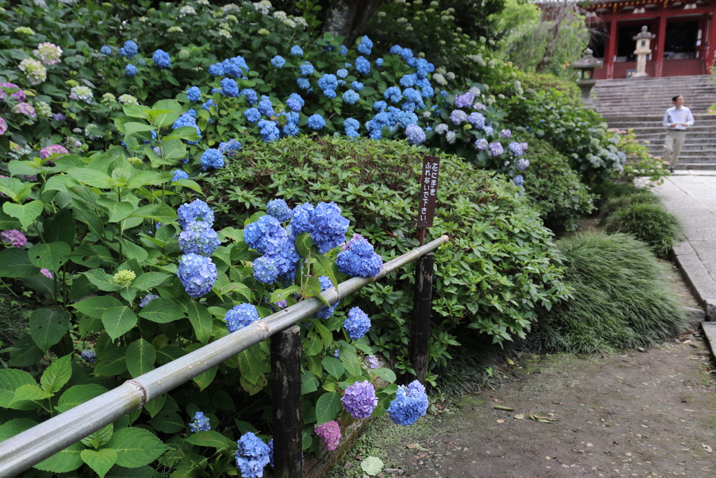 IMG_2171 矢田寺その5