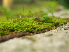 P1100027　DMC-GX7MK2デビューその9