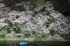 Spring has just come! (Night view)