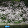 Spring has just come! (Night view)
