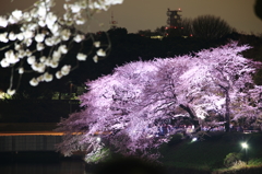 Spring has just come! (Night view)