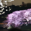 Spring has just come! (Night view)