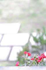 窓際に咲く花