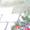 窓際に咲く花