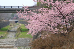 河津桜
