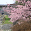 河津桜