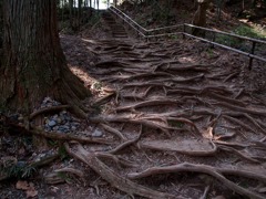 根が張っている