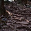 根が張っている