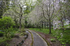 桜散りゆく小路