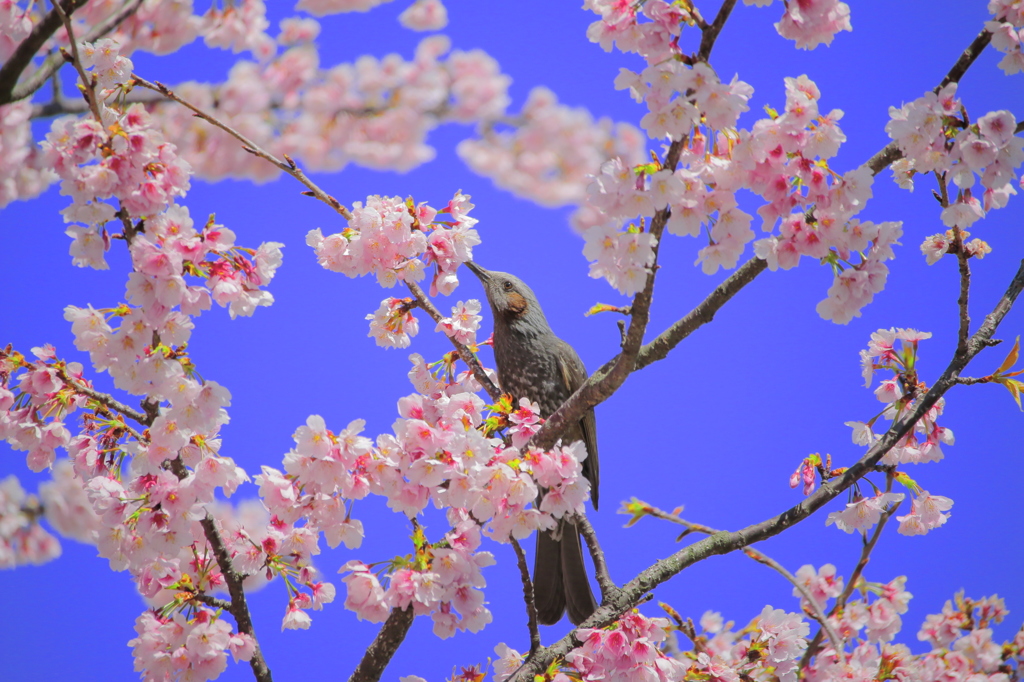 桜 in TDL