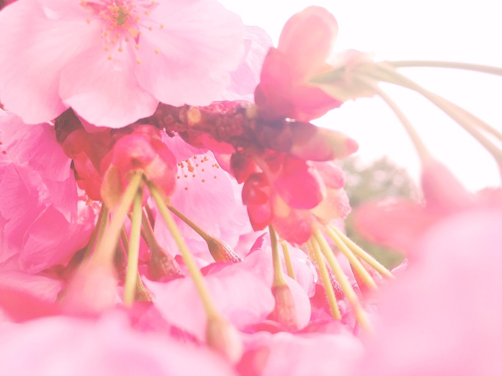 桜かな？梅かな？