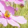 蜂と花2