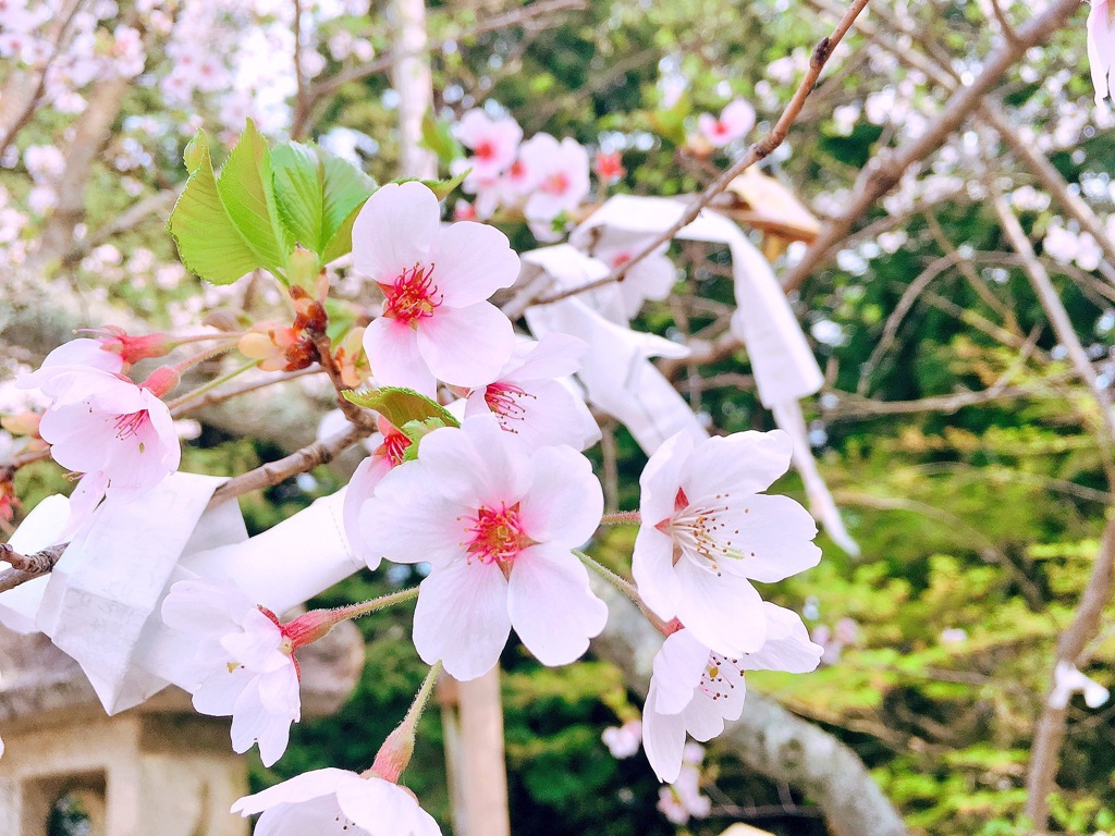 桜みんなの想い