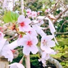 桜みんなの想い