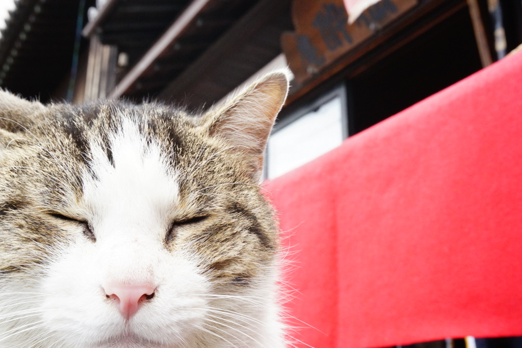猫はん