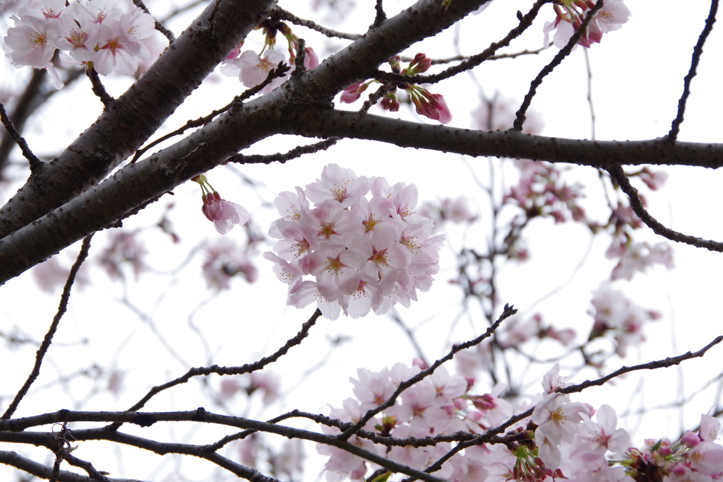 寺ヶ池公園3