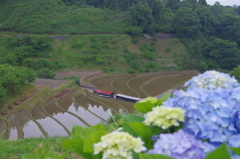 千早赤阪  下棚田
