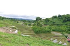 棚田2