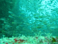 魚の楽園