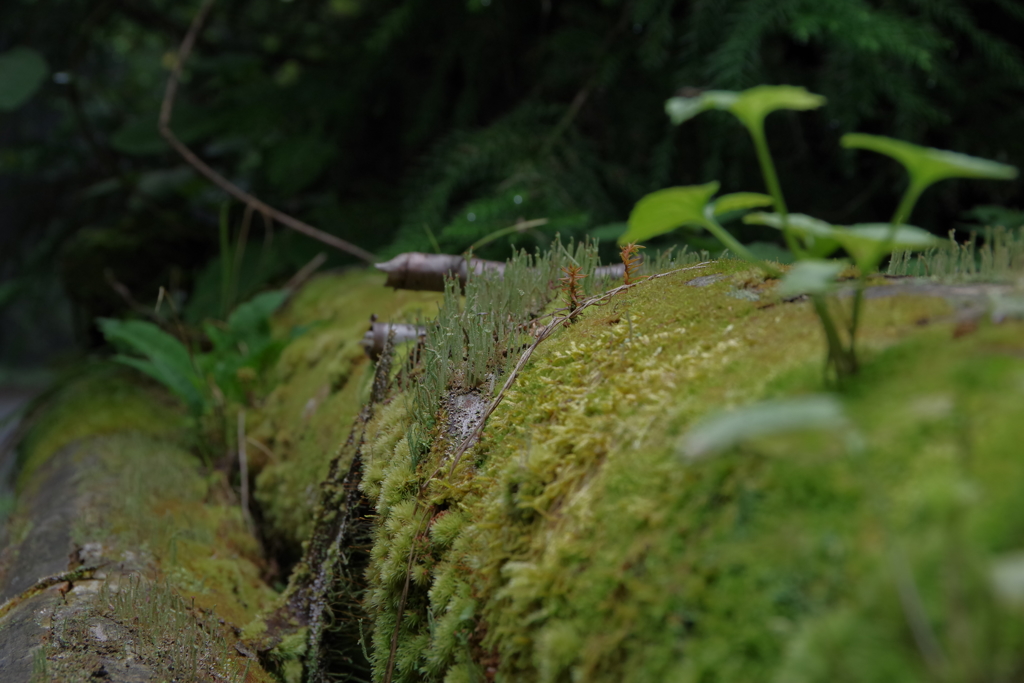 丸太の上の小さな草原