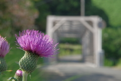 花を添えてヽ(*´▽)ノ♪