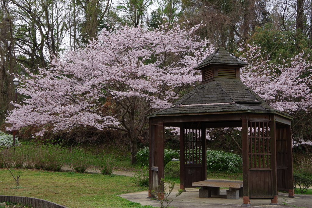 寺ヶ池公園1