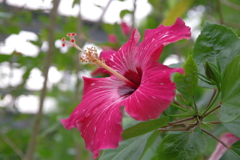 大好きな花(*´ω｀*)