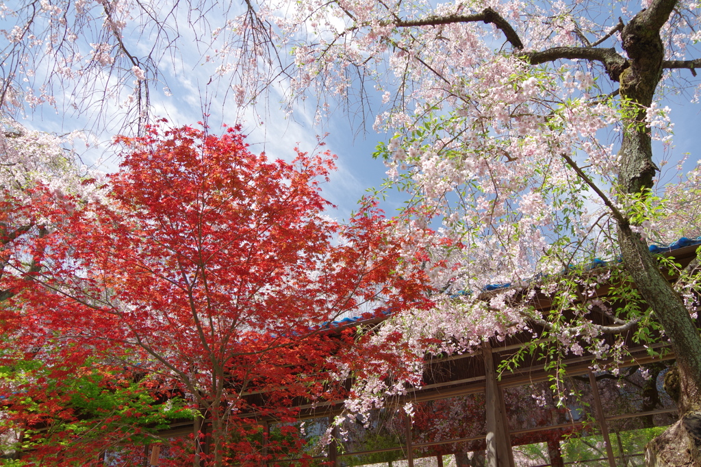 京都 原谷苑2