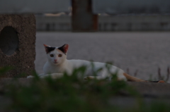 にゃんこ....