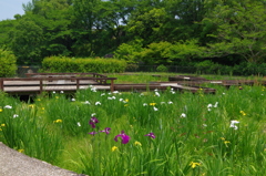 河内長野  寺ヶ池公園