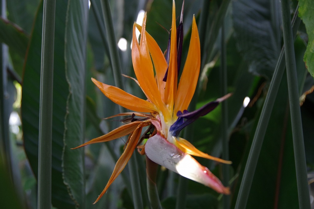 花の文化園にて