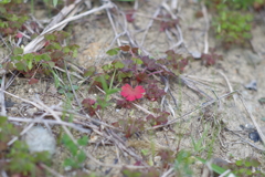 小さな紅葉(*´ω｀*)