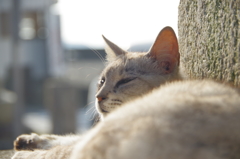 猫さまq(^-^q)